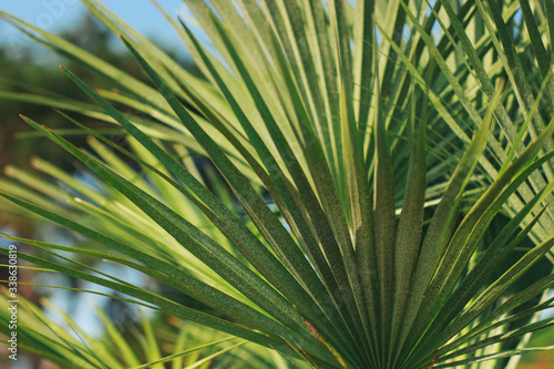 Bright leaves of palm in backlight. Soft focus on photo and author processing