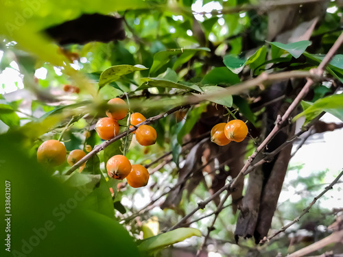 Duranta erecta is a species of flowering shrub in the verbena family Verbenaceae.