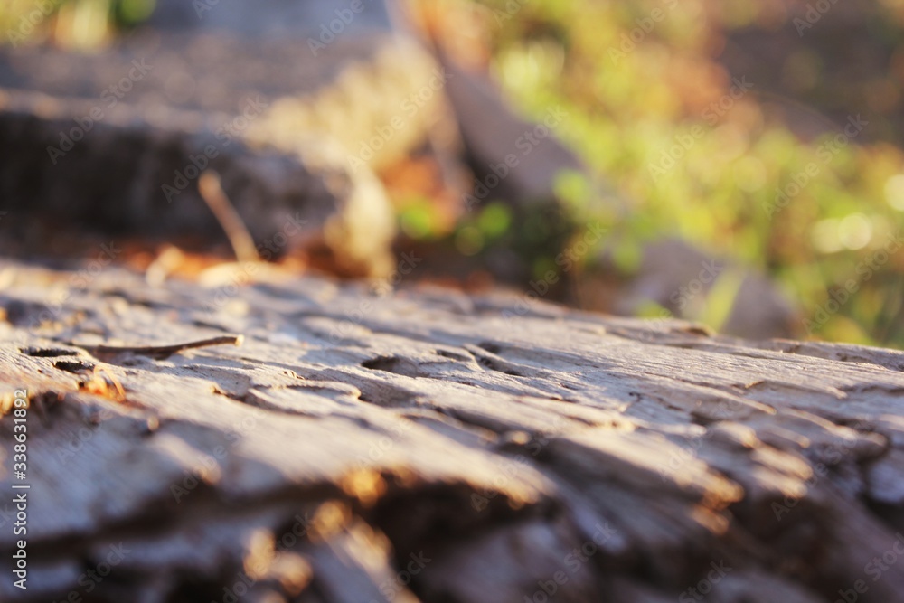 fallen autumn leaves
