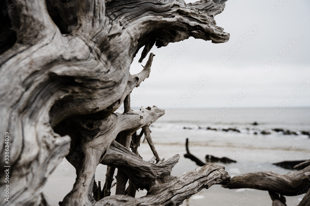 Driftwood on beach on cloudy winter day Driftwood on beach on cloudy winter day