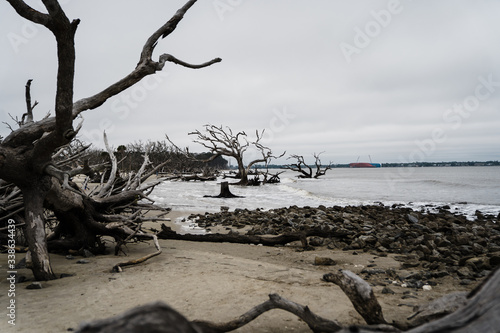 Driftwood on the beach in winter