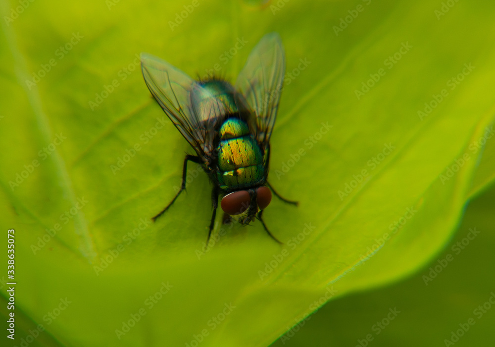 fly on green leaf fly on green leaf