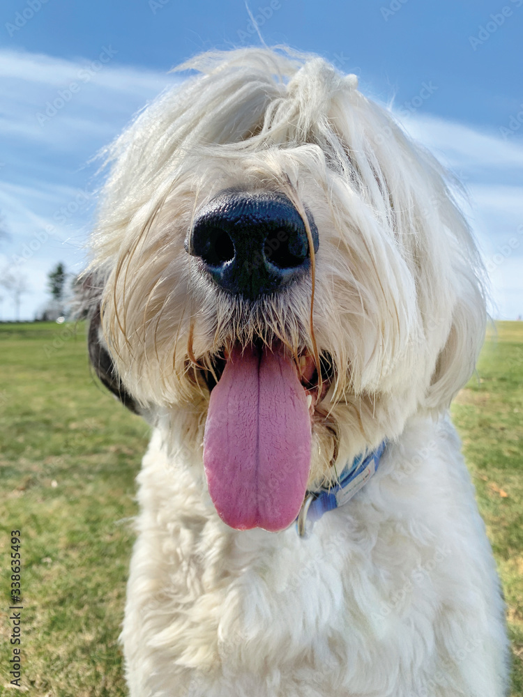 old english sheepdog portrait with cutest tongue and nose
