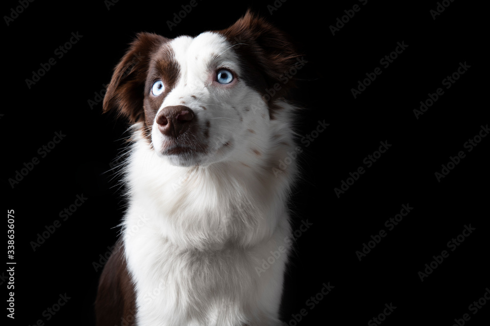Red Tri Miniature American Shepherd Red Tri Miniature American Shepherd