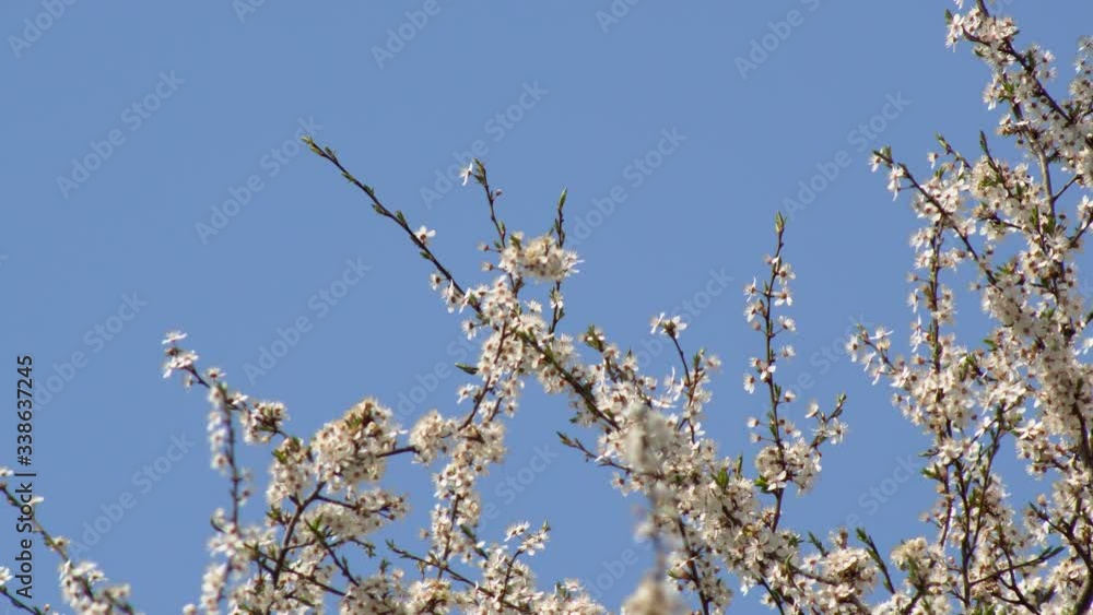 White flower Apricot with raindrops on the petals, flowering in the garden of Apricot trees, against the background of blooming white flowers. Nature. Flower close up.