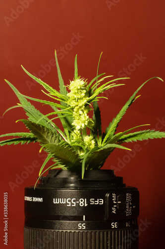 Growing ideas
