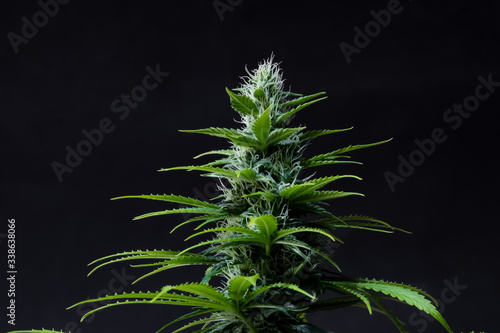 Blue Cheese Cannabis photo