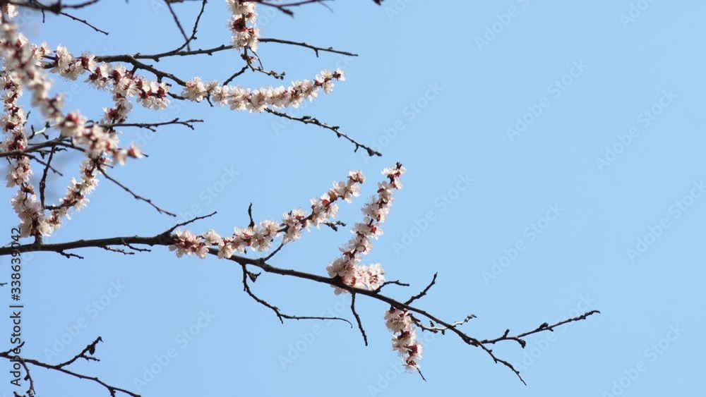 White flower Apricot with raindrops on the petals, flowering in the garden of Apricot trees, against the background of blooming white flowers. Nature. Flower close up. White flower Apricot with raindrops on the petals, flowering in the garden of Apricot trees, against the background of blooming white flowers. Nature. Flower close up.