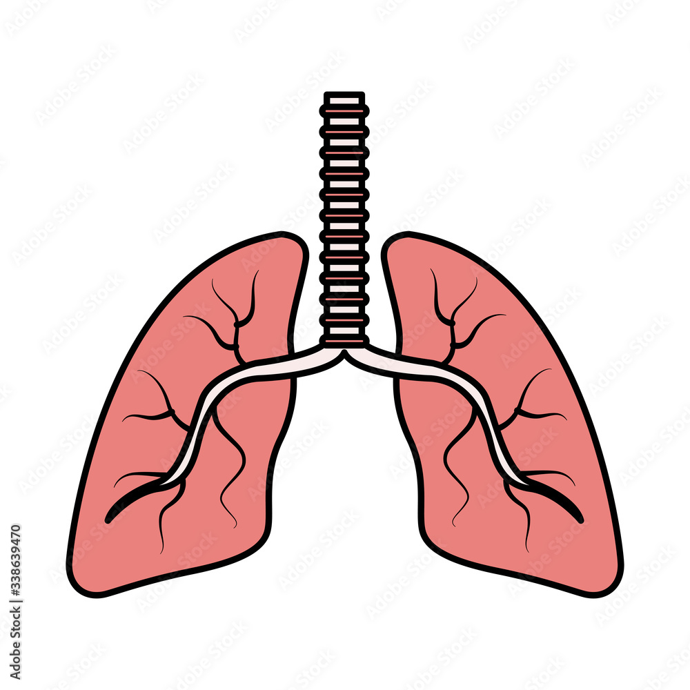 lungs organs human anatomy icon