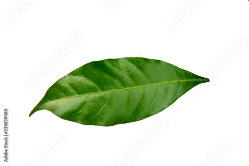 Canna flower leaves on white background with Clipping Path