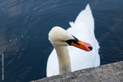 Wonderful Swan at a Lake