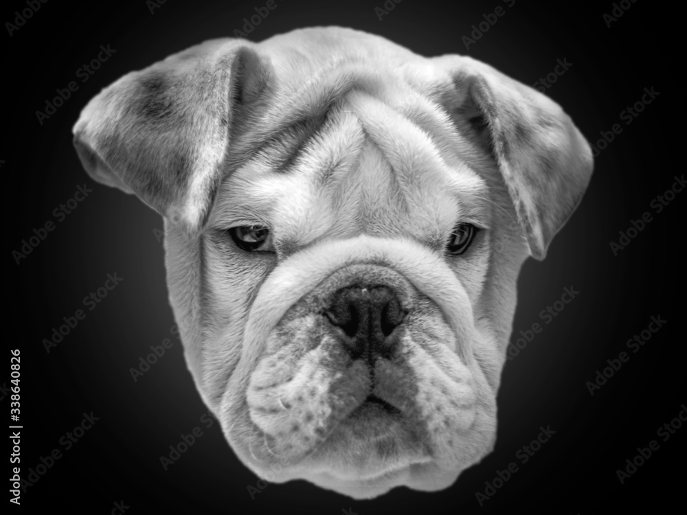 Cara de bulldog tierno Cara de bulldog tierno