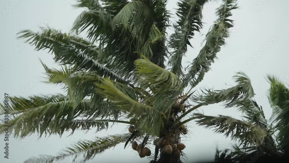 Tropical Palm tree moving in very strong wind Tropical Palm tree moving in very strong wind