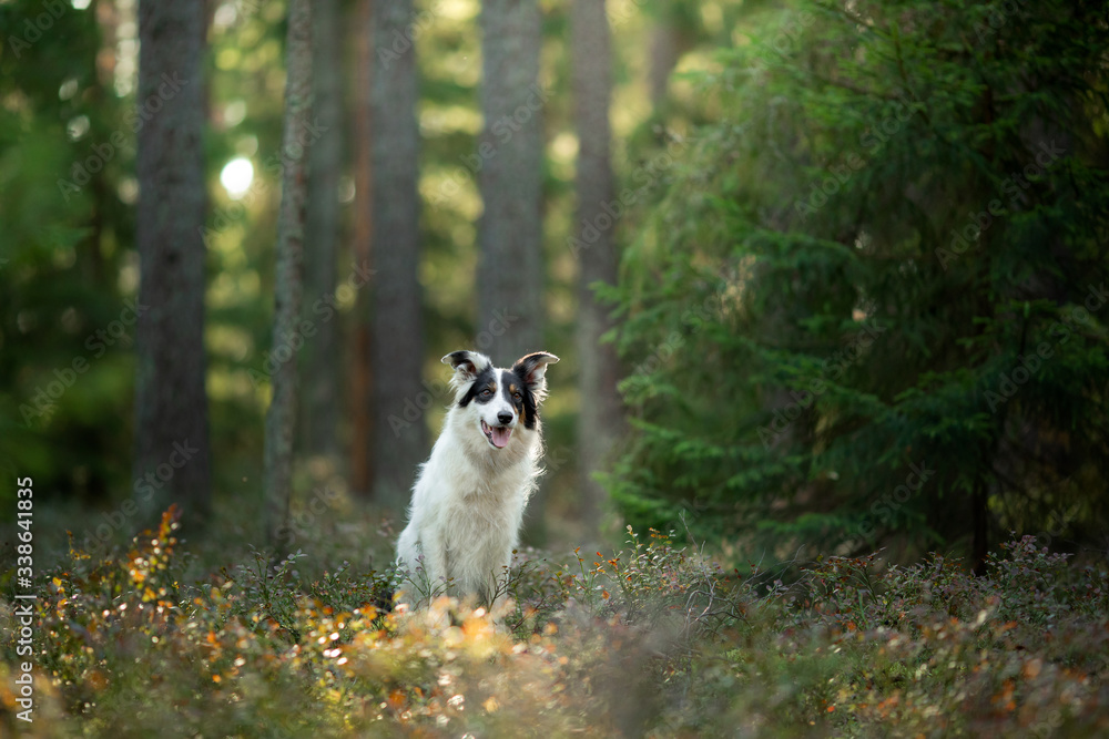 dog in the forest. Pet on the nature. Black and white border collie. dog in the forest. Pet on the nature. Black and white border collie.