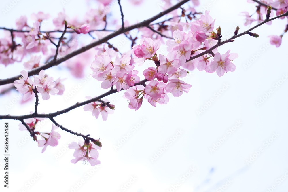 曇り空に咲く桜