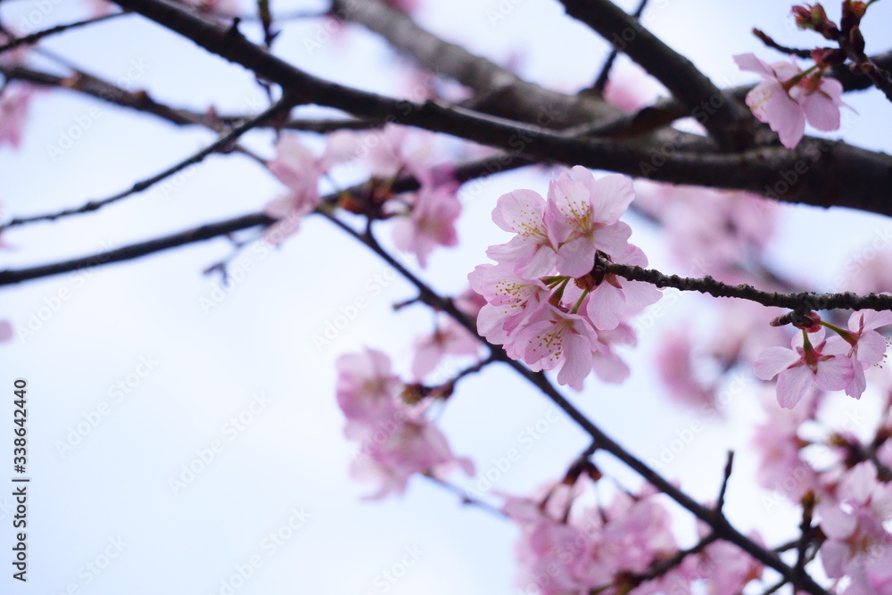曇り空に咲く桜 曇り空に咲く桜