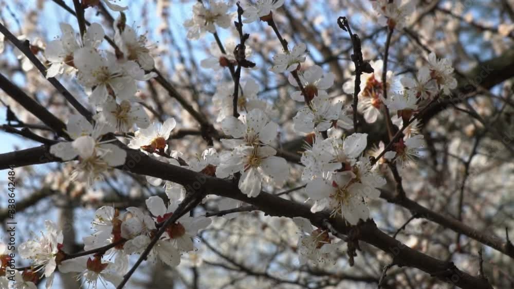 White flower Apricot with raindrops on the petals, flowering in the garden of Apricot trees, against the background of blooming white flowers. Nature. Flower close up. White flower Apricot with raindrops on the petals, flowering in the garden of Apricot trees, against the background of blooming white flowers. Nature. Flower close up.