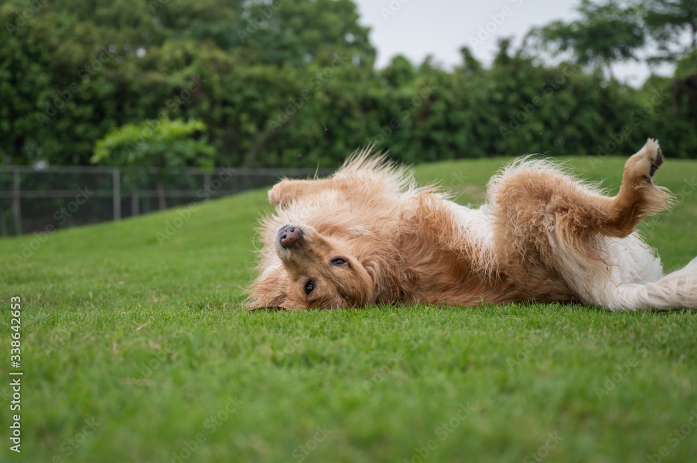 Golden retriever playing in the park grass Golden retriever playing in the park grass