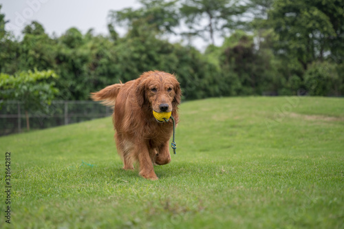 Golden retriever playing in the park grass