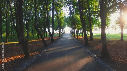 Asphalted roadin the park and trees at the sunset. photo