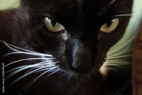 Fototapeta Close up of black cat with green eyes and white whiskers