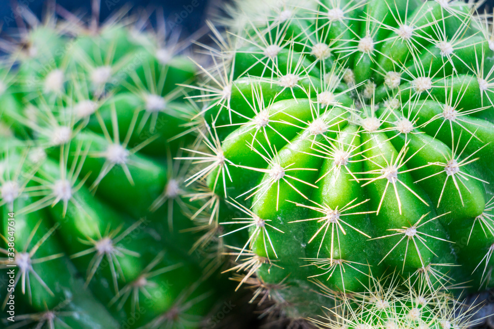 close up of cactus with selective focus