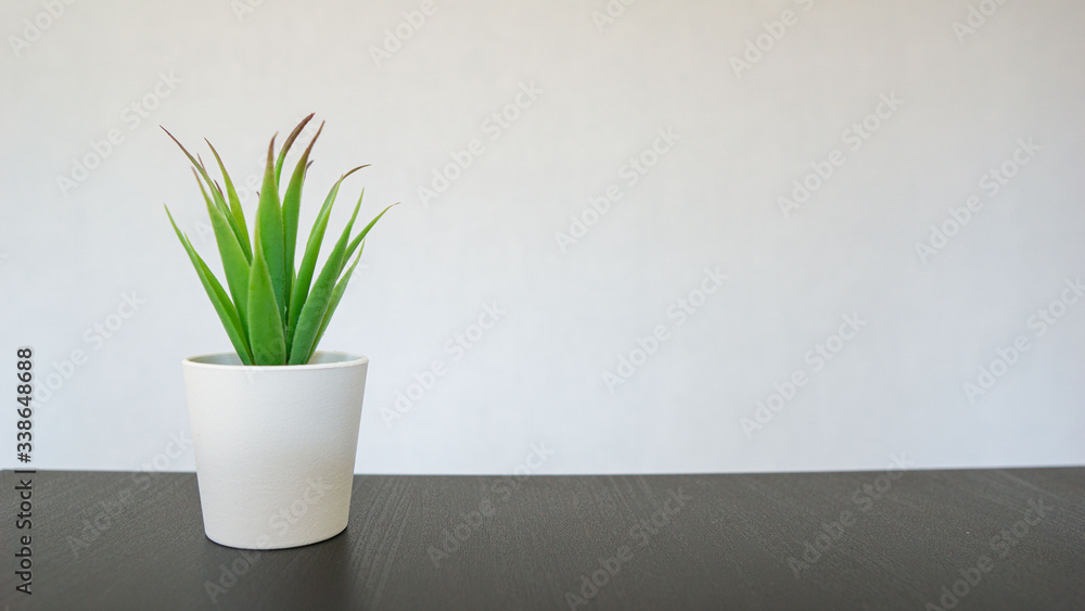 green plant in a vase. small flower stands on a black table, white background