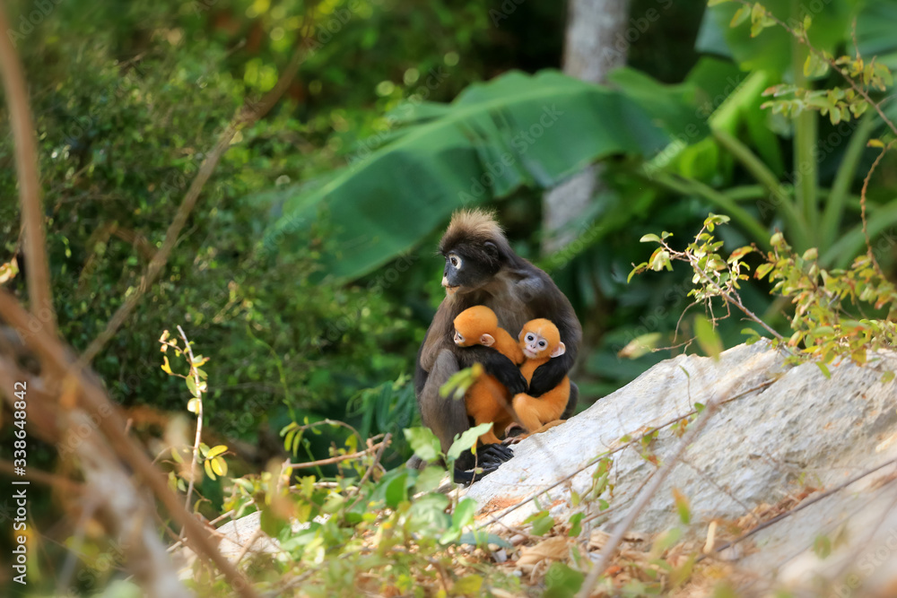 Fototapeta premium Yellow twins baby of Leaf Monkeys or Dusky Langur and mother who are living in the forest, Animals with their babies