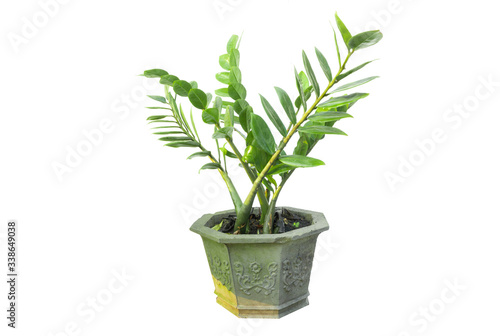 Green tree  and flowers in pots decoration isolated on white background.
