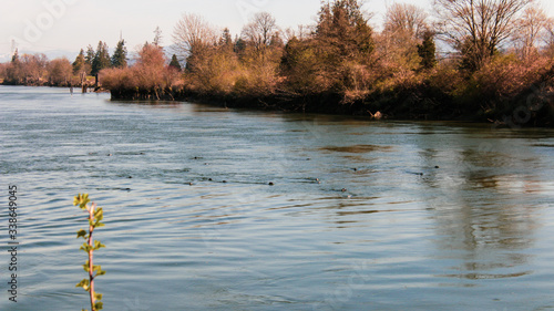 Pod of River Seals