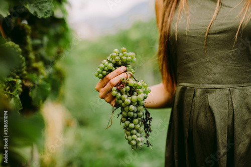 Obraz na płótnie woman holding grape in wineyard. Grape organic