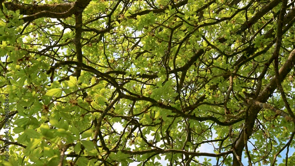 Rotating shot below a chestnat tree with young buds and shoots in spring Rotating shot below a chestnat tree with young buds and shoots in spring