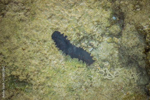 A shot of Sea Cucumber in its natural habitat
