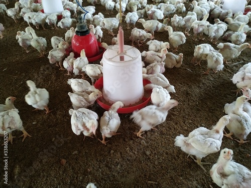 Canvas Print Broiler Chicken Images, Stock Photos.Bihar, India