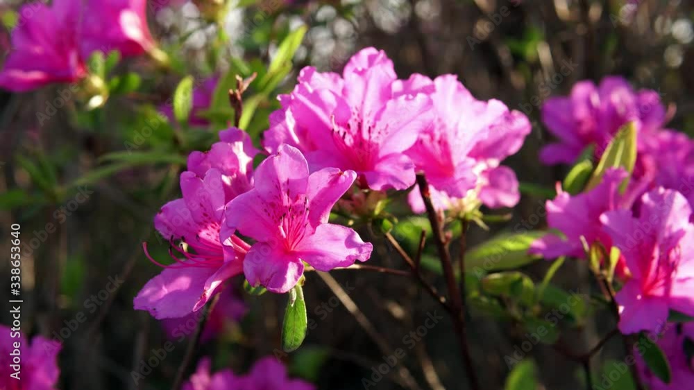 Close shot of flowers(Royal azalea) with spring breeze and sunlight in daytime Close shot of flowers(Royal azalea) with spring breeze and sunlight in daytime
