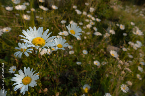 ox eye daisies