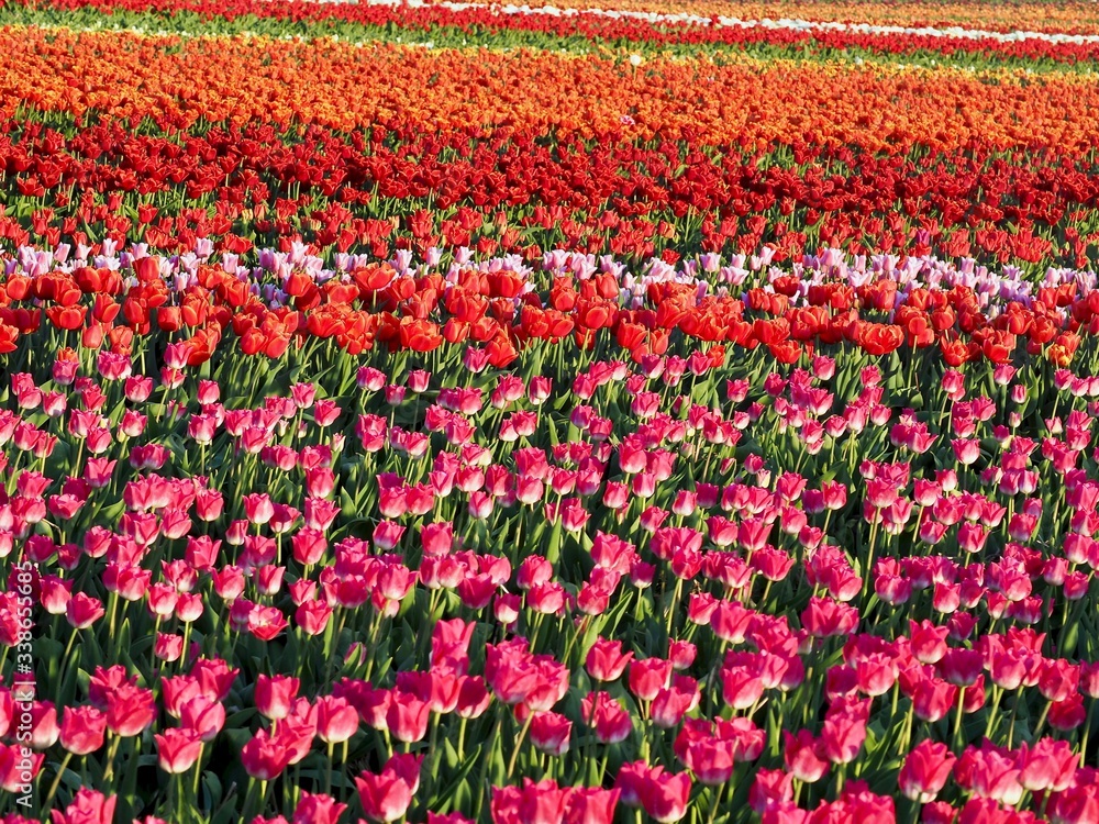 Agriculture - Colorful blooming tulip field in Grevenbroich