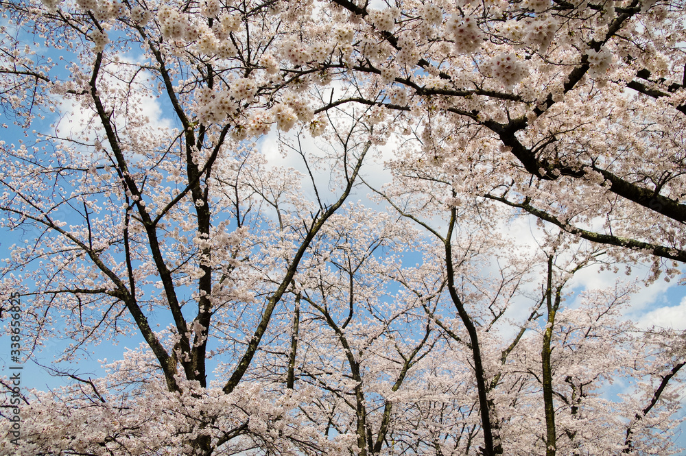 甚六桜公園に咲き誇るソメイヨシノ