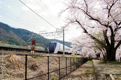 桜並木の中を走る電車 photo