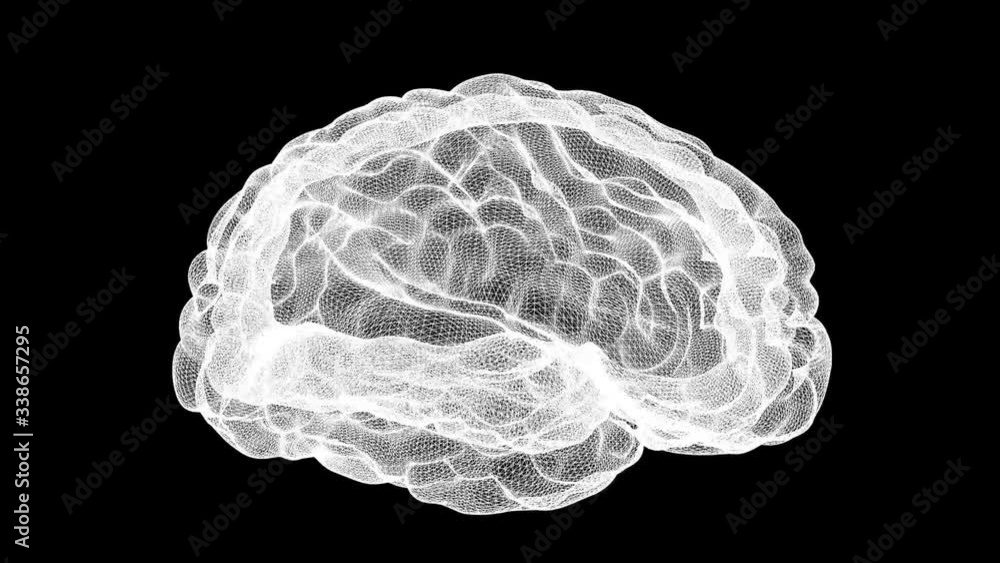 wireframe brain alpha channel wireframe brain alpha channel