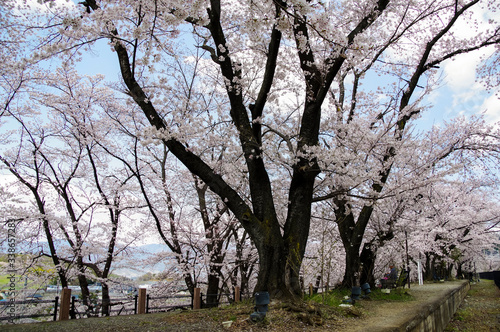 甚六桜公園に咲き誇るソメイヨシノ