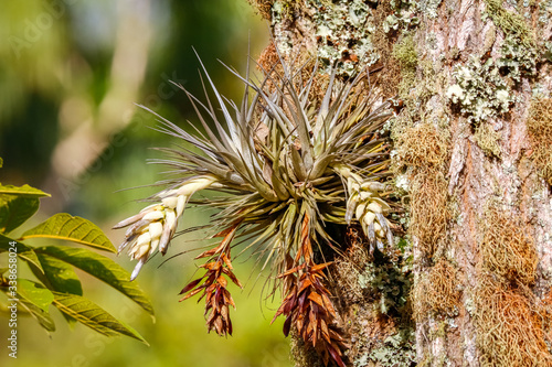 Close up of a tree trunk in sunlight covered with tillandsia and lichen, Caraca natural park, Minas Gerais, Brazil photo