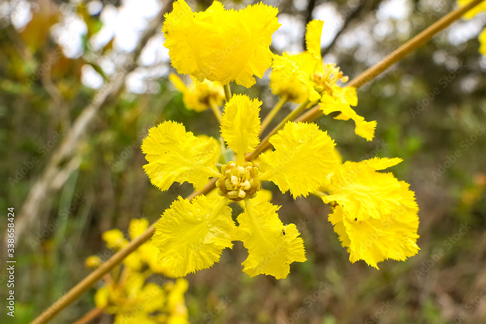 Close up of yellow tree blossoms against natural background, Caraca natural park, Minas Gerais, Brazil Close up of yellow tree blossoms against natural background, Caraca natural park, Minas Gerais, Brazil