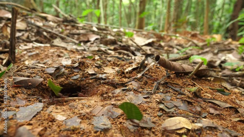 A trail of Leaf Cutter Ants (Atta sp.) disappearing into their nest hole in their natural habitat, pristine tropical rainforest near rio Tiputini in the Ecuadorian Amazon A trail of Leaf Cutter Ants (Atta sp.) disappearing into their nest hole in their natural habitat, pristine tropical rainforest near rio Tiputini in the Ecuadorian Amazon