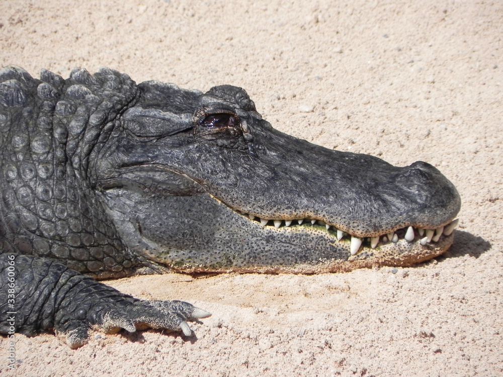 Obraz premium Krokodil