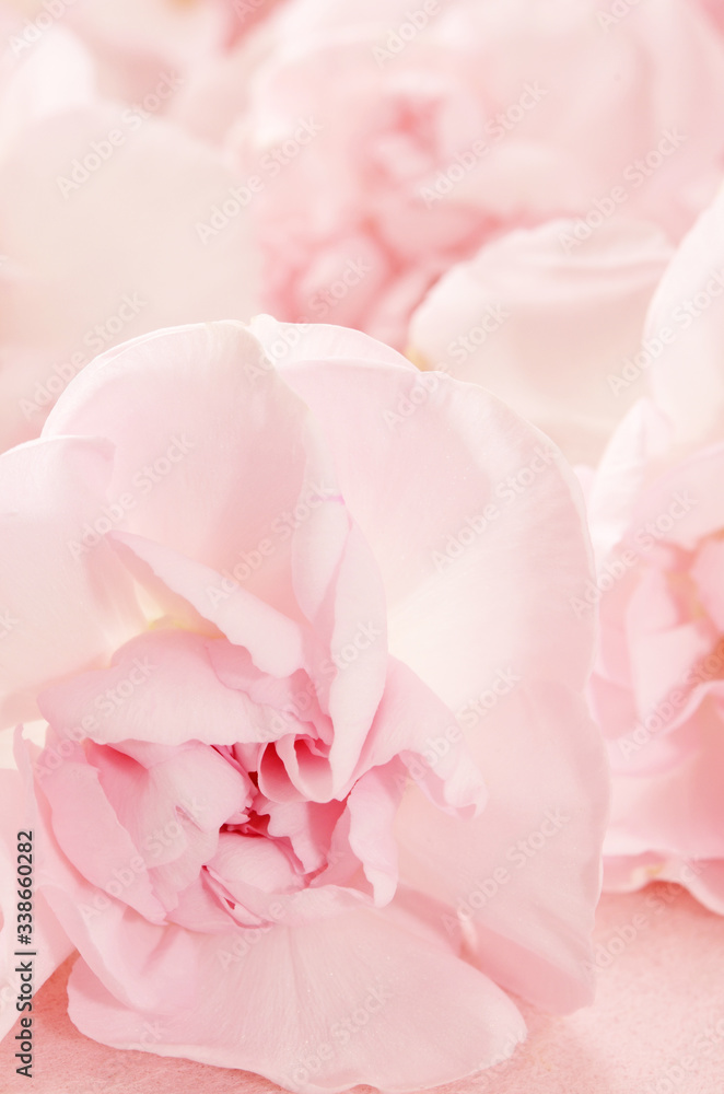 Pink carnation on a pink background