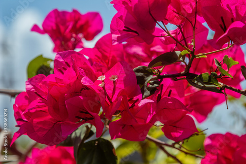 Trinitarian flowers in the tropical Caribbean
