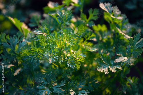 Coriander herb plant in the vegetable and herbal garden.