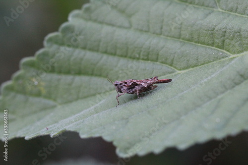Bilde på lerret Locus on green leaf