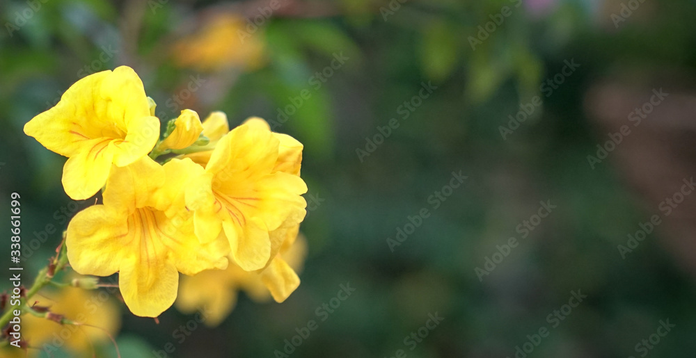 Bright yellow flowers. Nature background with copy space. Bright yellow flowers. Nature background with copy space.